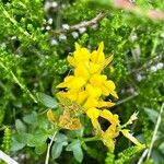 Genista germanica 花