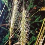 Hordeum secalinum Flower