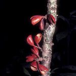 Connarus fasciculatus Corteza