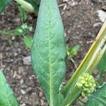 Persicaria lapathifolia Deilen