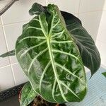 Alocasia longiloba Leaf