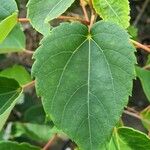 Idesia polycarpa Blatt