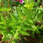 Lythrum virgatum Habitat