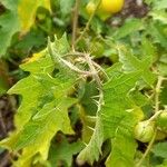 Solanum carolinense Folla