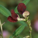 Macroptilium lathyroides Flower