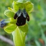 Ophrys fusca Blüte