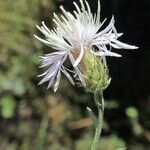 Centaurea diffusa Kwiat