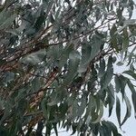Eucalyptus globulus Hostoa