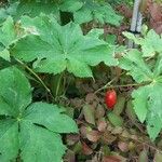 Podophyllum hexandrum Leht