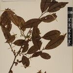 Eurya cerasifolia 其他