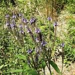 Verbena hastata Hàbitat