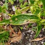 Atriplex hortensis Листок