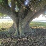 Ficus natalensis Bark