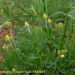 Ranunculus falcatus Habit