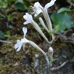 Silene italica Blüte