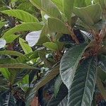 Eriobotrya japonica Likasa