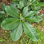 Rhododendron sinogrande Blad