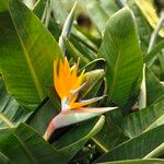 Strelitzia reginaeFlower