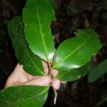 Pleodendron costaricense Leaf