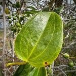 Smilax neocaledonica Frunză