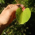 Camonea umbellata Folha