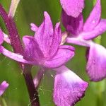 Anacamptis laxiflora Кветка