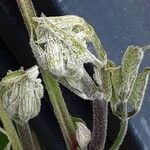 Clematis integrifolia Leaf