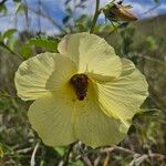 Hibiscus lunariifolius फूल