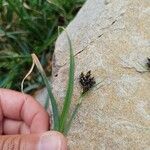 Carex parviflora Flower