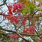 Cassia grandis Bloem