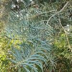 Abies concolor Листок