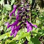 Salvia coeruleaЦвят