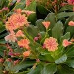 Lewisia cotyledon Flower