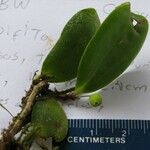 Sphyrospermum ellipticum Otro