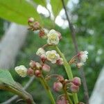 Guioa glauca Flor
