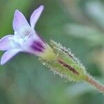 Gilia laciniata Blüte