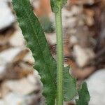 Biscutella cichoriifolia 樹皮