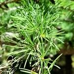 Larix kaempferi Blad