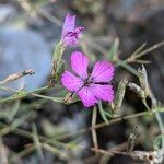 Dianthus graniticus Flors