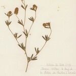 Trifolium arvense Libunga