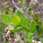 Coriaria myrtifolia List