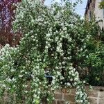 Malus spectabilis Характер