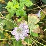 Geranium versicolor Natur