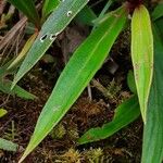 Seemannia sylvatica Hoja