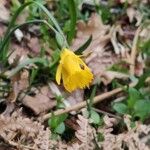 Narcissus minor Flower