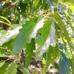 Quercus cerris Blad