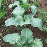 Brassica oleracea 形態