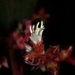 Leandra granatensis Blomst
