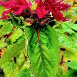 Monarda didyma ഇല