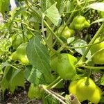 Capsicum chinenseFrucht